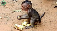 可爱的小猴肯定是饿坏了，看小猴的吃香蕉的模样就知道了！