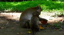 猴妈独享食物，猴仔伤心看着，吃剩下的食物