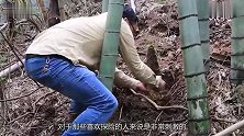 69岁老人深山挖笋，土坡里传出怪响，一锄头下去当场发家致富了