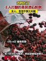湖南常德：鸭吃了主人打翻的桑葚酒醉倒 ，主人：含泪干饭三大碗