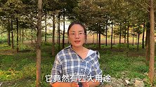 农村不起眼的“草木灰”，其实有四大用途，一起来了解一下！