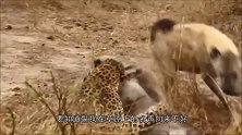 2头狮子咬断鬣狗后腿，接下来的举动，让鬣狗体会了生不如死