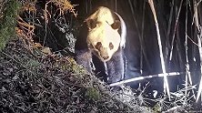 四川雅安：那只“流鼻涕”的大熊猫，经抢救无效死亡