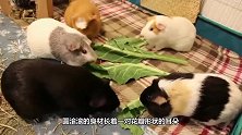 龙凤胎小奶猫和独苗猫姐睡姿甜萌超治愈，二哈猫猛秀大长腿来抢镜