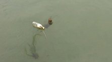 河面漂浮可疑空瓶 没想瓶下藏着这些“猫腻”