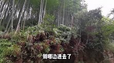 爷爷留下10亩竹林家产，30年后通知孙子继承，这到底值多少钱