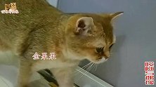 第一次给猫咪喂洁齿水加益生菌，食用健康又方便，看它们都啥表现