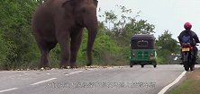 大象在公路上拦截来往车辆就为蹭吃蹭喝网友：脸皮真厚