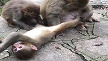 小猴子四仰八叉的休息，这妈妈和爸爸给它捉虱子，太贴心了！