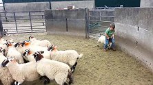 四岁小男孩帮爸爸抓羊，这动作也太娴熟了吧，厉害