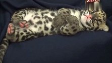 打瞌睡的小豹宝宝，真是长得好美呀，有没有组团偷豹的
