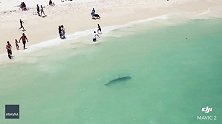 澳大利亚一条鲨鱼出现在海边 水中游客被吓得跑上岸