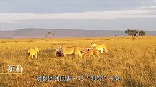 狮群围猎豪猪，愣是拿它没办法，这可是令猎豹丧命的动物