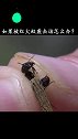 红火蚁虽小，但也要做好防护知识