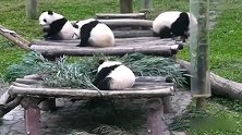 熊猫：吃货的关注点都这么奇怪吗熊孩子们到底发现了什么