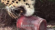 饲养员搬来几百斤大南瓜，大象看到后，场面瞬间失控！