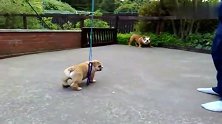 小斗牛犬很活泼很调皮，大斗牛犬很逗，很二