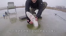 冰钓钓上鲨鱼？男子从冰洞里拉出寿命400年的大家伙，十分罕见