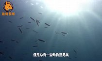 海中冒牌“老司机”,被海狮咬下一块肉,依旧若无其事在海中悠游