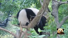调皮的熊猫“宝宝”趴在树枝上晃悠，根本没把自己的体重当回事儿