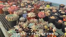 家里的多肉怎样过冬，这三点做好了，春天你会收获一个粗壮的肉肉