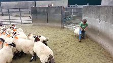 小男孩帮爸爸抓羊，进了羊圈逮住一只就骑上去，这抓羊技术厉害了