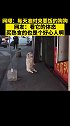 狗子天天准时到熟食店要饭，体型如同马路蹲子 狗 要饭