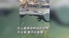 红山动物园都不让大家白来！每一只动物都花式整活，预约已爆满