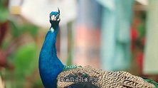 蘑菇屋千手观音逗孔雀，集体扔鞋砸椰子，满树插拖鞋太沙雕