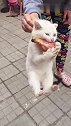 猫：铲屎的快松手，我要吃鸡腿！