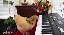 多才多艺的鸡：弹一首曲子送给大家