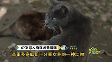 67岁老人疯狂收养猫咪，390平房子竟养了1100只猫