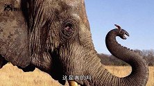 大象真的怕老鼠吗为求证答案，研究人员做了个有趣的实验
