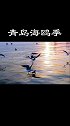 青岛栈桥海鸥，青岛冬日里特别的浪漫！