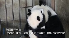 熊猫妈妈上演“花式宠娃”，满满母爱！这么宠还能用苹果换娃吗