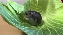 小仓鼠吃菜叶，这么大一块可以吃一天吗