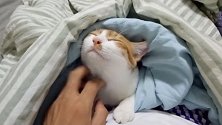 猫对摸下巴毫无抵抗，这只橘猫在主人的按摩下沦陷了！
