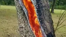 一颗大树自燃着火了，你知道怎么回事吗？
