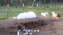 大白熊犬被禁养冤枉不冤枉？它体型超大，但忠诚又温柔
