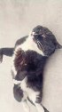 爱撒娇的猫咪：爱打滚