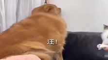 这只金毛太怂了，竟被一只小猫咪吓得无处藏，太逗啦