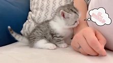 猫咪不会吵吵闹闹，乖乖求抱抱！
