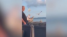 英国：一男子扼住偷食海鸥的脖子，抢回甜甜圈并把它扔掉