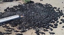 水车驶入干旱的草原，牛群立即将其包围，下一秒画面让人震惊！