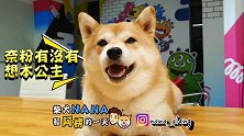 柴犬NANA日常卖萌！狗界网美的笑容真的很治愈