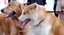 会展出现的可爱秋田犬