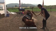 韩国有一匹心机马，每次要是有人骑它，就倒地“装死”