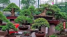朋友家的庭院干净利落，盆景高低错落摆放整齐，犹如小型盆景展会
