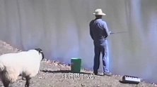黑山羊看狗子不顺眼，竟然挑衅淡定狗狗，镜头记录搞笑一幕！