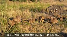狮群大会餐！狮王分得小块，幼崽太多没办法